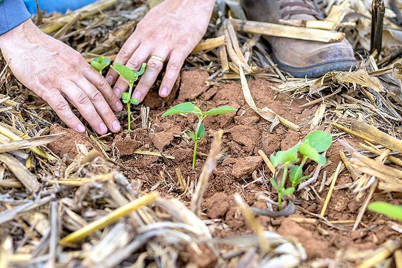 Agro em Mato Grosso: O Motor de Empregos e Renda que Não Para de Crescer Agro em Mato Grosso: O Motor de Empregos e Renda que Não Para de Crescer