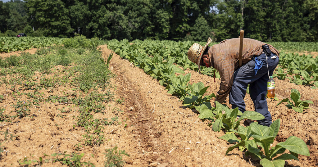Empregos no Agronegócio: Setor Alcança 28,4 Milhões de Ocupados e Representa 26,3% do Mercado de Tra