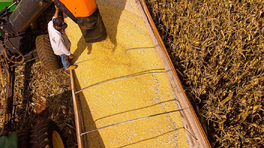 Mato Grosso: Líder Nacional em Produção Agropecuária Com R$ 206 Bilhões em 2026