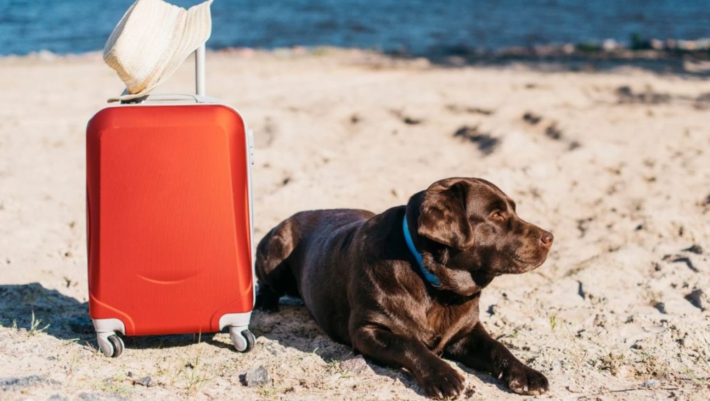 Ministério do Turismo Lança Diagnóstico Inovador do Turismo Pet Friendly no Brasil