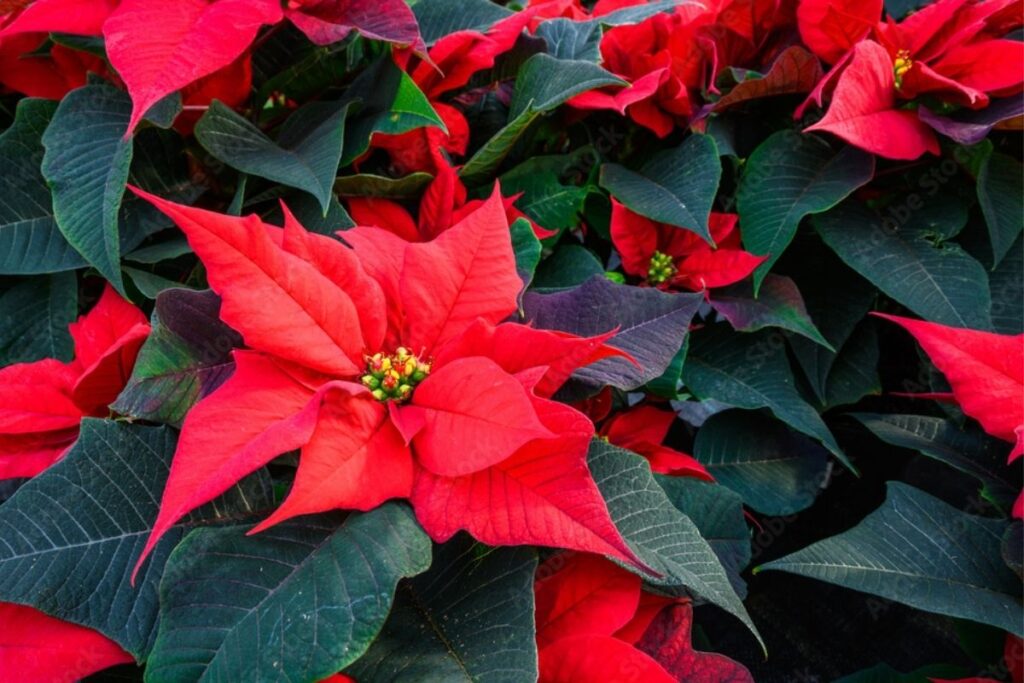 Ceagesp prevê crescimento nas vendas de flores e plantas ornamentais: 650 toneladas esperadas Ceagesp prevê crescimento nas vendas de flores e plantas ornamentais: 650 toneladas esperadas