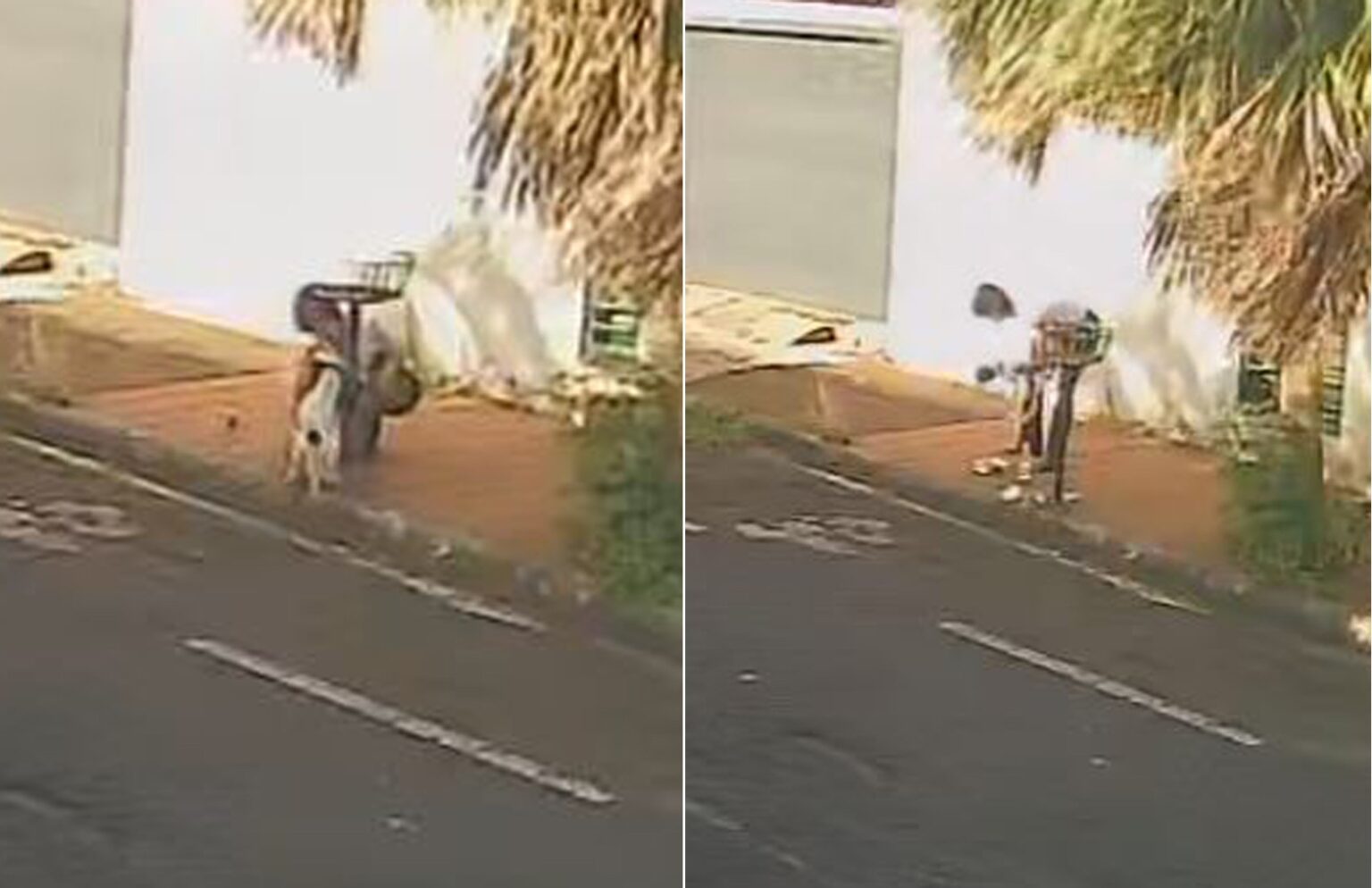 Cachorra Neguinha Retorna para Casa Após Aventura em Barretos, SP