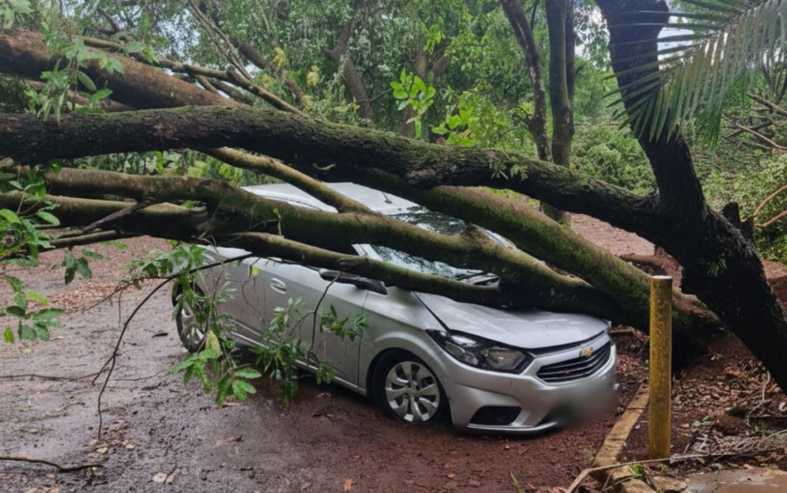 Temporal em Ribeirão Preto: Clube Regatas Fecha Após Queda de Árvores Temporal em Ribeirão Preto: Clube Regatas Fecha Após Queda de Árvores