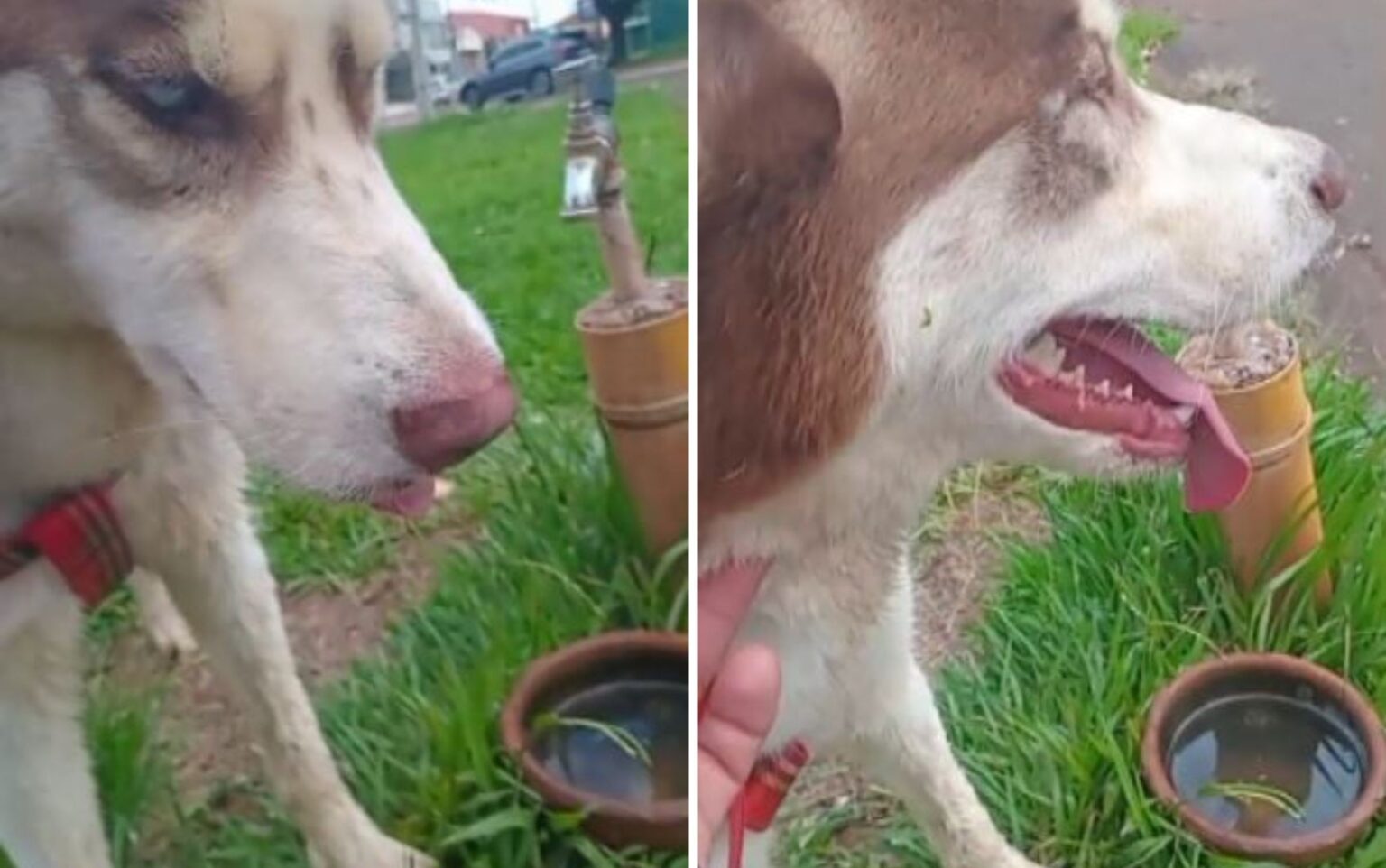 Tragédia em Guaíra: Cachorro Morre Após Se Assustar Com Fogos de Artifício na Virada do Ano