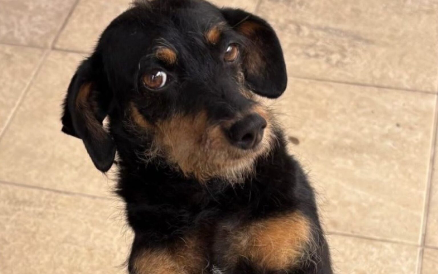 Cachorra Morta em Cajuru: Vizinho Fala sobre o Impacto da Perda