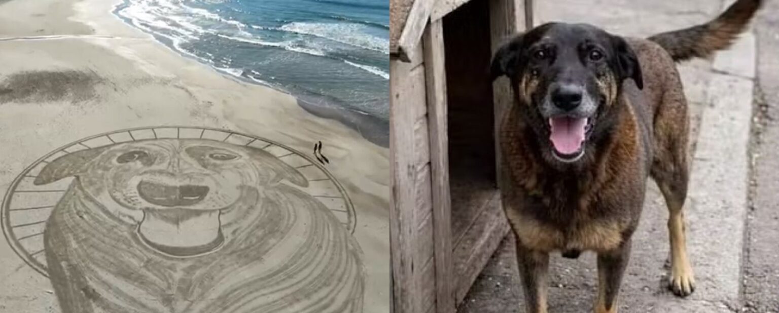 Justiça pelo Orelha: Protesto em SP Clama por Responsabilização Após Morte de Cão Justiça pelo Orelha: Protesto em SP Clama por Responsabilização Após Morte de Cão