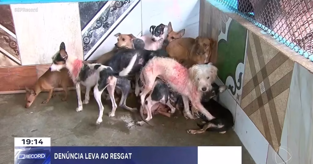 Resgate de 20 Cães em Ribeirão Preto: Denúncias de Maus-Tratos Geram Ação Rápida Resgate de 20 Cães em Ribeirão Preto: Denúncias de Maus-Tratos Geram Ação Rápida