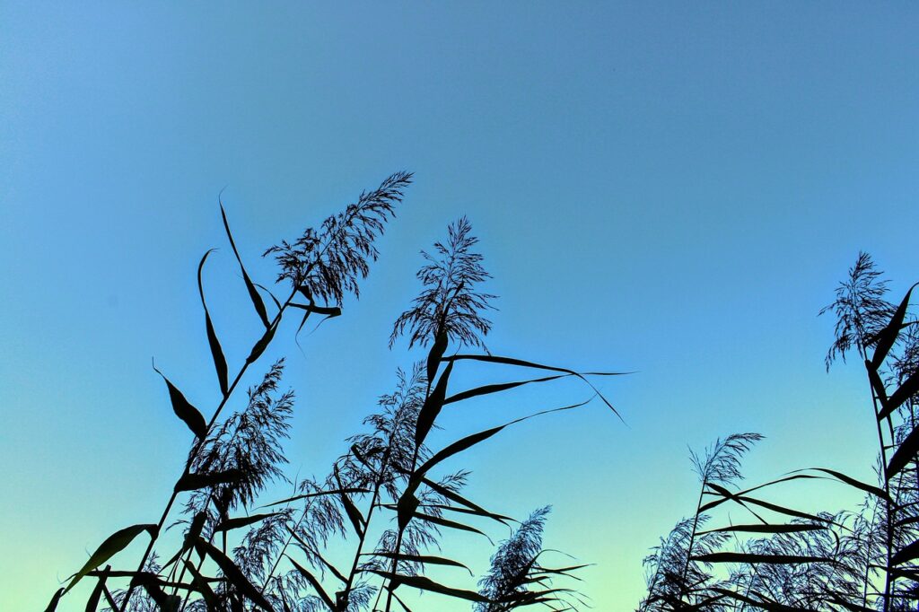 Sábado Agradável em Ribeirão Preto: Céu Parcialmente Limpo e Temperaturas Confortáveis Sábado Agradável em Ribeirão Preto: Céu Parcialmente Limpo e Temperaturas Confortáveis
