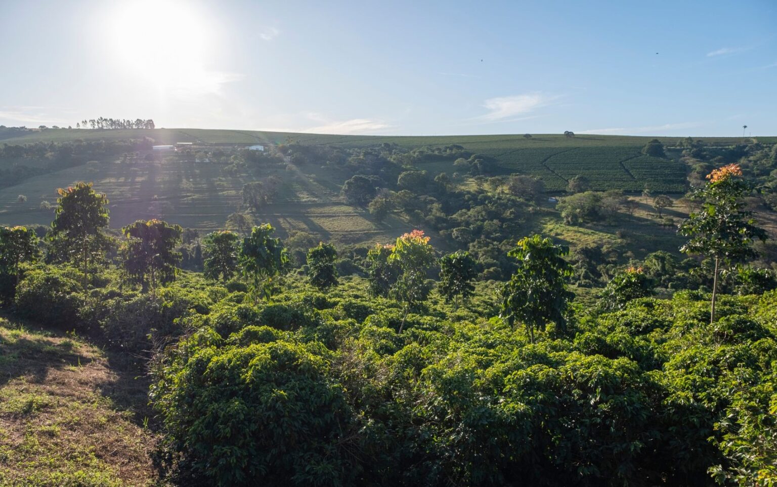 Agricultura Regenerativa: O Futuro Sustentável do Café em Tempos de Mudanças Climáticas