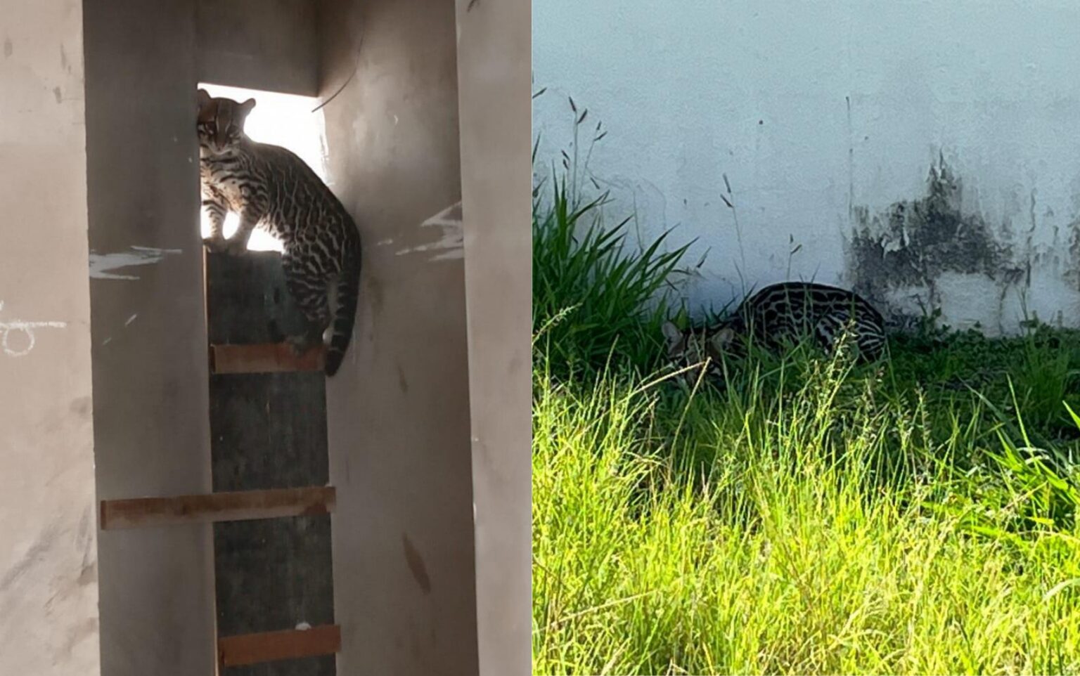 Jaguatirica Resgatada em Condomínio de Franca, SP: Entenda o Caso