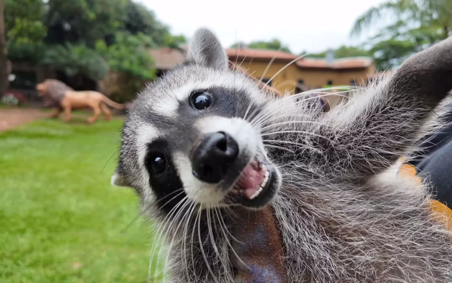 Nascimento Histórico de Guaxinim Norte-Americano em Zoológico de SP Nascimento Histórico de Guaxinim Norte-Americano em Zoológico de SP