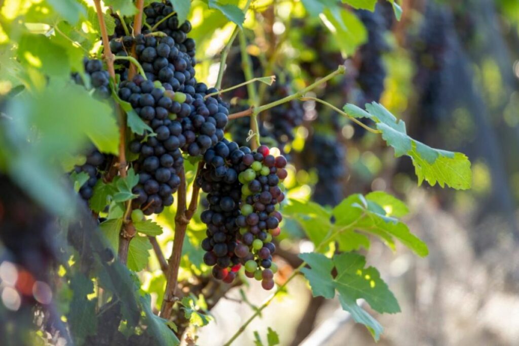 Rota do Vinho de São Paulo: 16 Adegas Atraem Turistas e Impulsionam Economia