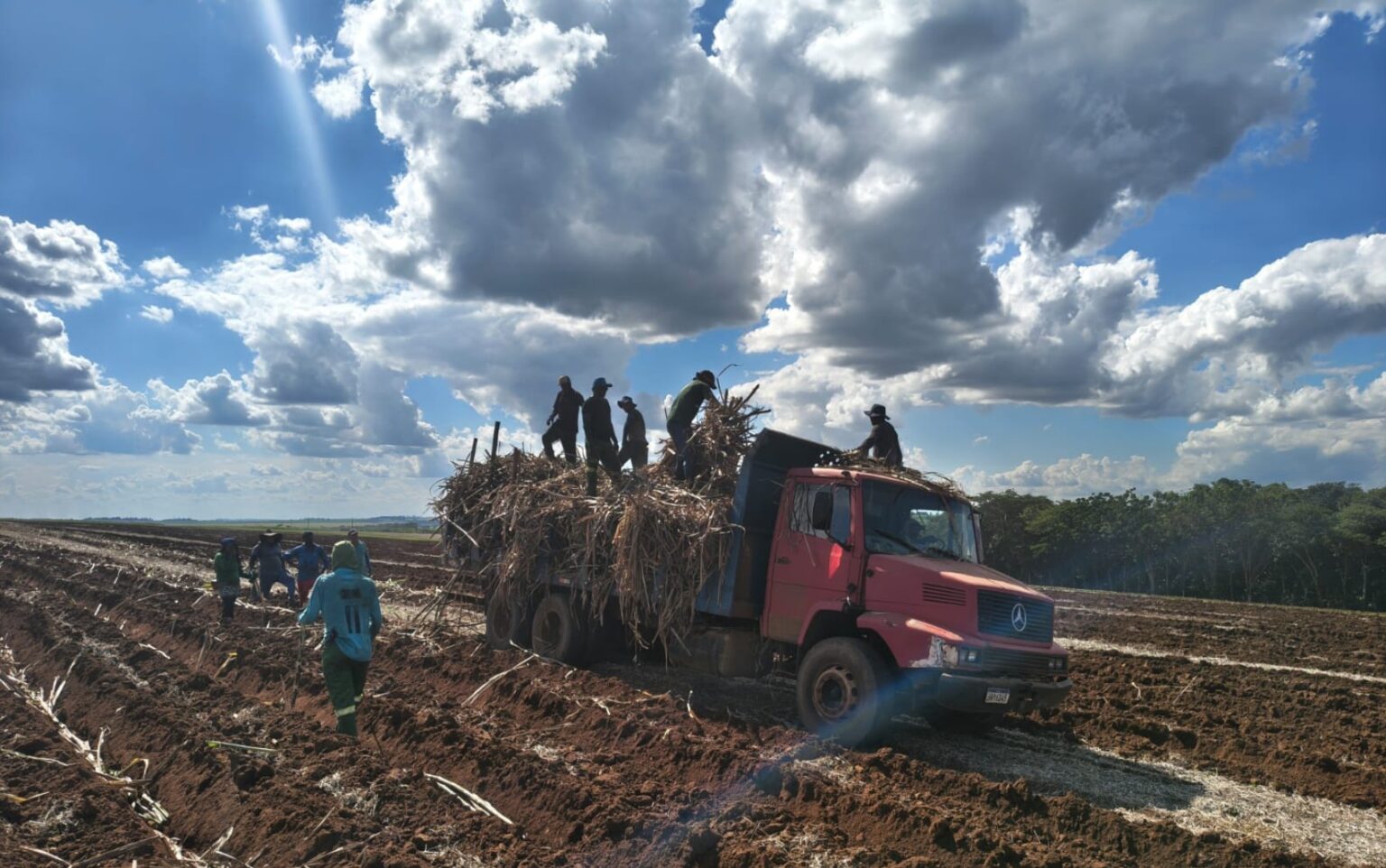 Trabalhadores de Cana Resgatados: Condições Críticas e Irregularidades em Fazenda de Batatais