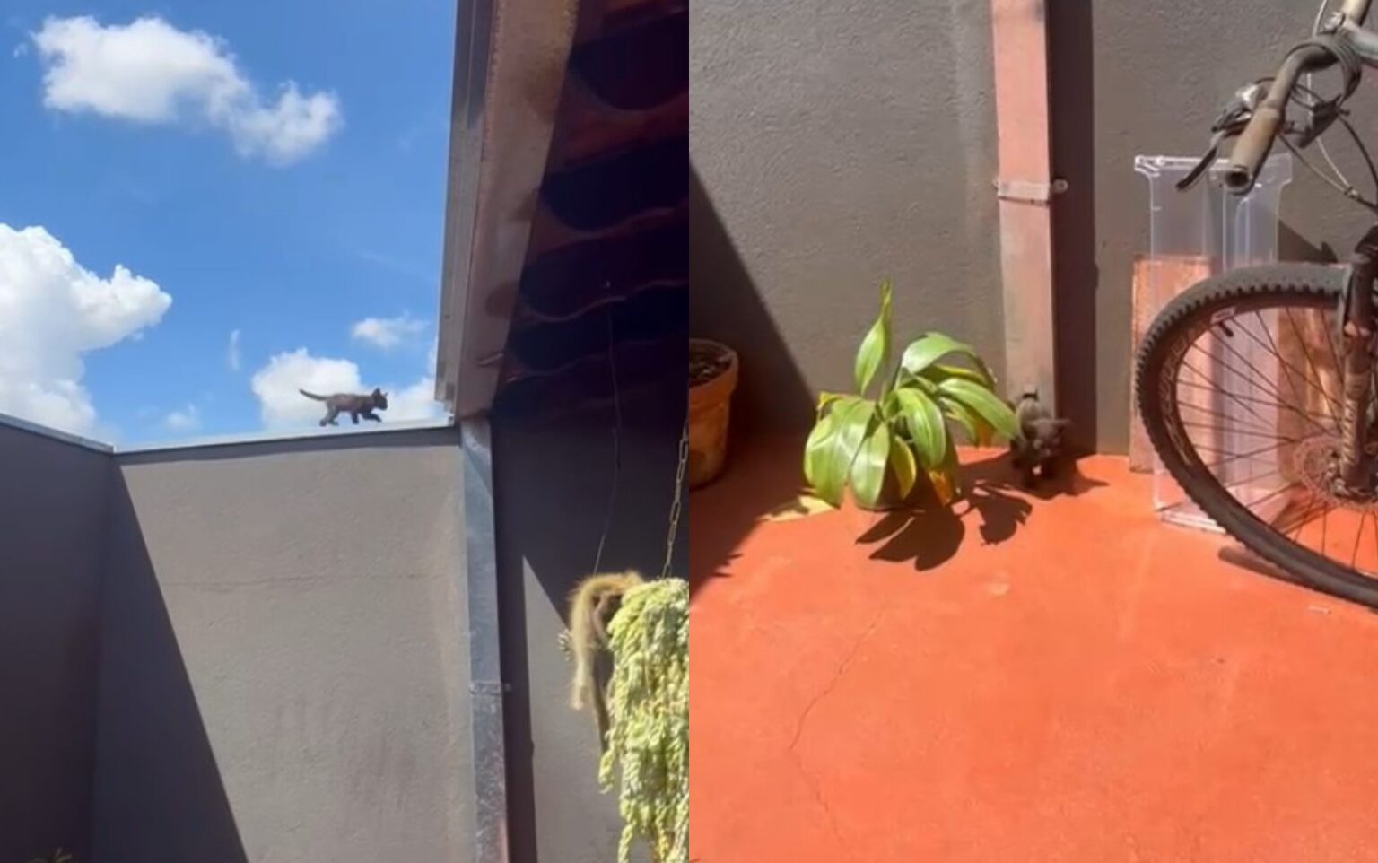 Filhote de Gato Encanta Internautas ao Usar Calha de Escorregador em SP