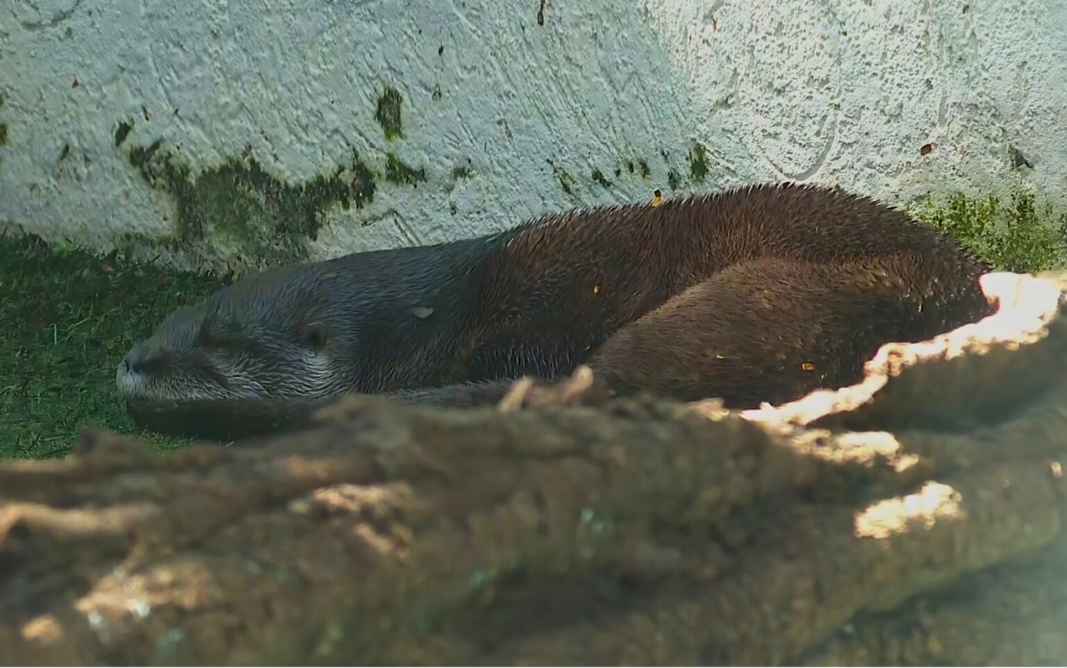 Trio de Lontras Após Reabilitação se Torna Atração no Zoo de Ribeirão Preto, SP