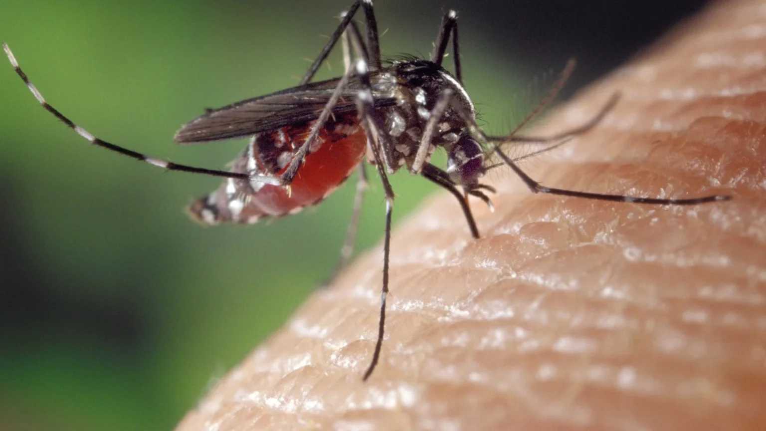 São Paulo registra mais de 58 mil casos de dengue e 42 mortes em 2026