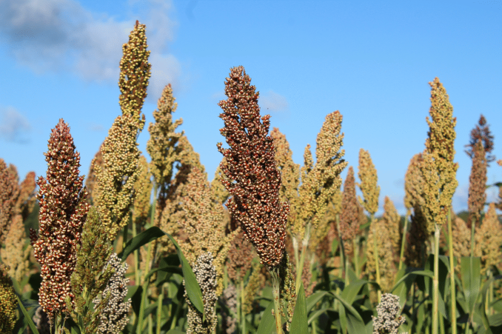 Crescimento da Produção de Sorgo Atinge 400% em 10 Anos: A Nova Aposta da Safrinha