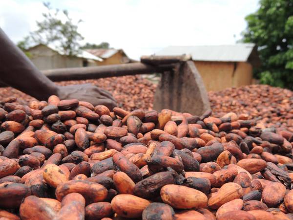 Análise do Projeto Renova Cacau pela Comissão de Agricultura do Senado