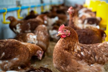 Bahia Se Destaca na Avicultura do Nordeste com Crescimento de 16,3% na Produção de Ovos