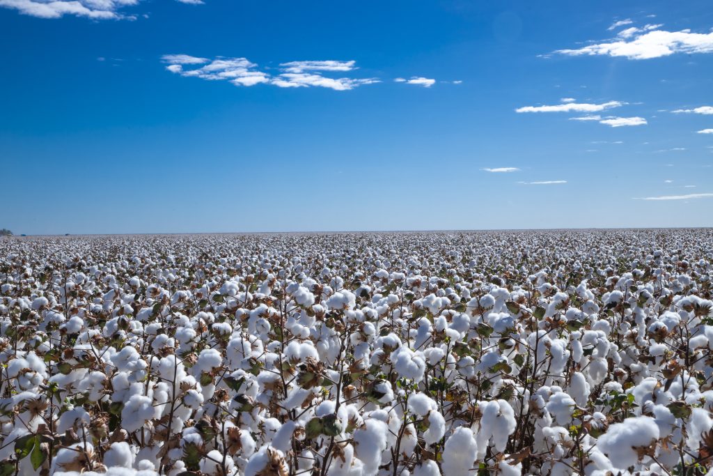 Avanços na Cotonicultura Irrigada da Bahia: Expectativas para a Safra 2025/2026