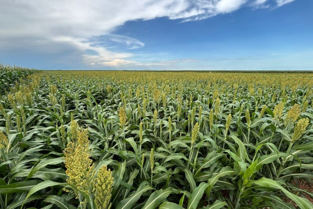 Sementes Oilema prevê crescimento de 70% nas vendas de sorgo em 2026 Sementes Oilema prevê crescimento de 70% nas vendas de sorgo em 2026