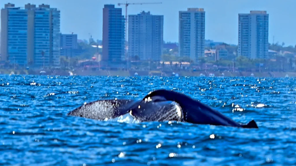 Turismo de Natureza em Salvador: Temporada de Baleias-Jubarte Atrai Visitantes e Movimenta Economia