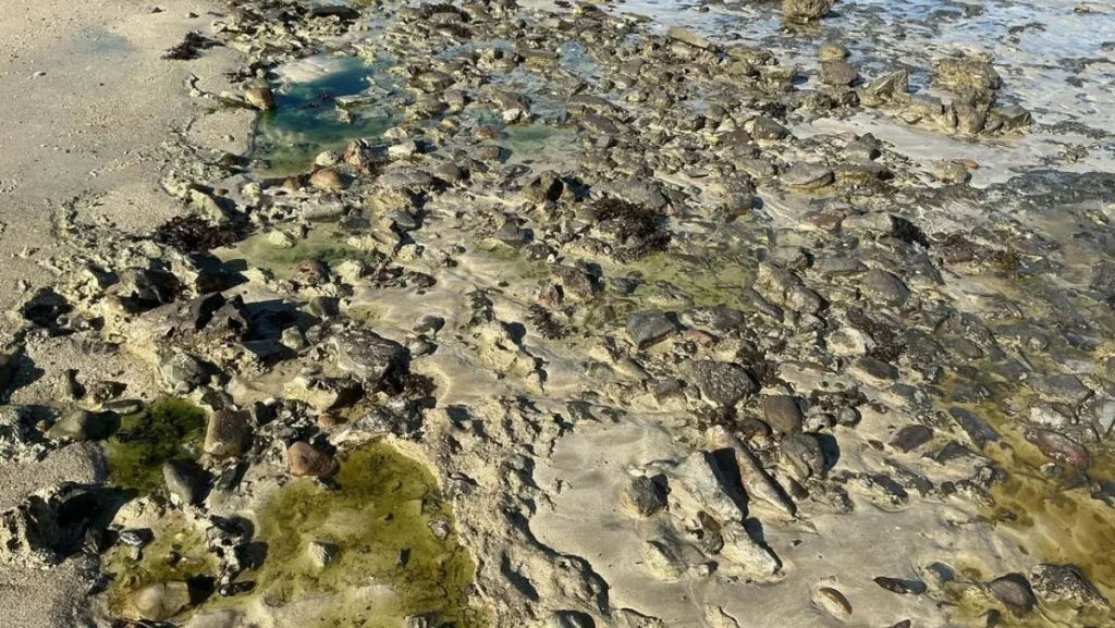 Salvador renova estado de emergência na praia de São Tomé de Paripe por contaminação química Salvador renova estado de emergência na praia de São Tomé de Paripe por contaminação química