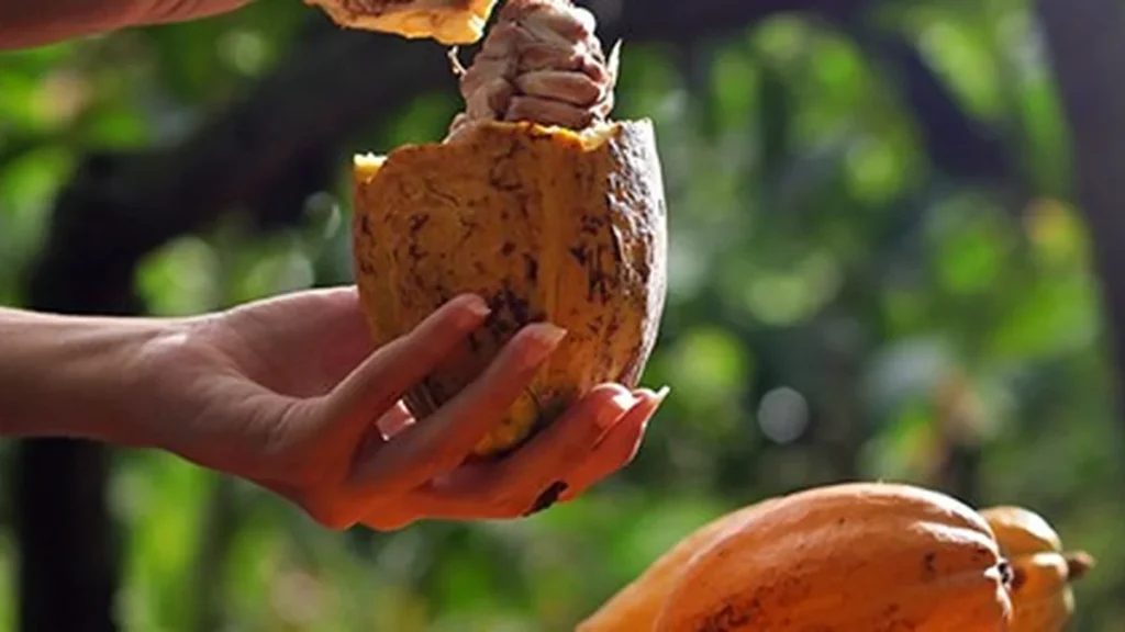 Chocolat Bahia em Ilhéus: 17 edições que transformaram o mercado do cacau