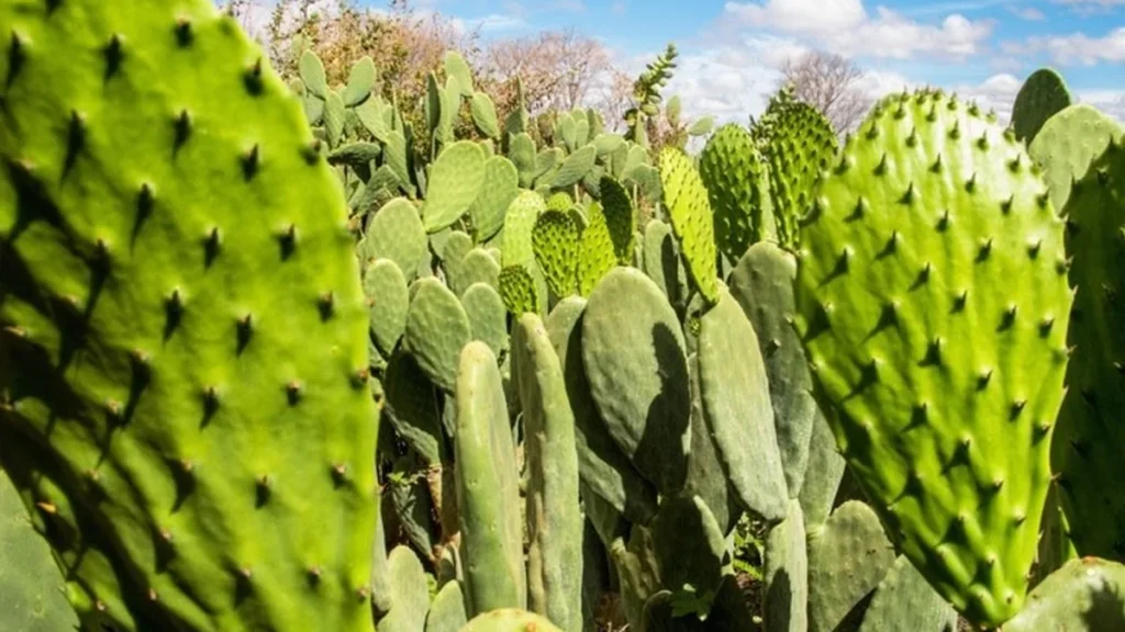 Tecnologia impulsiona 'mar verde' no sertão da Bahia e revoluciona a pecuária local