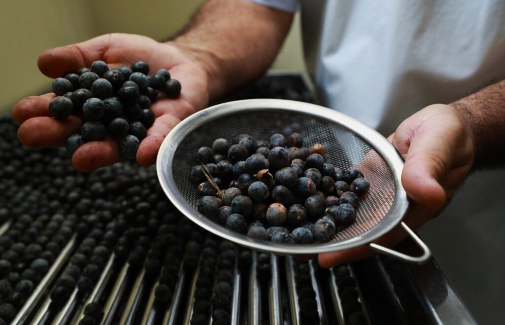 Belém Conta com 132 Estabelecimentos Aprovados para Venda de Açaí Após Fiscalizações