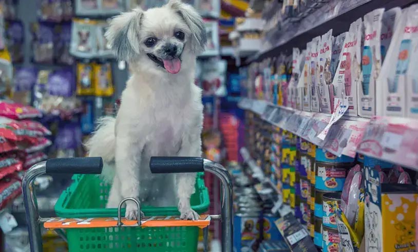 Crescimento do Mercado Pet: Pequenos Negócios Registram Aumento de 22% em Três Anos Crescimento do Mercado Pet: Pequenos Negócios Registram Aumento de 22% em Três Anos