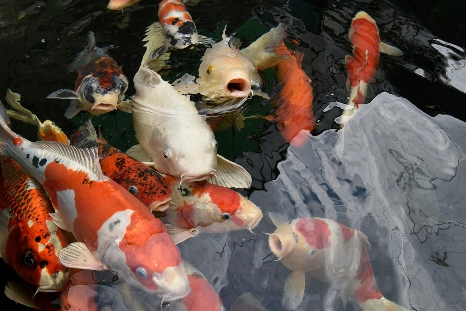Inteligência Artificial Prevê Risco de Extinção de Mais de 10 Mil Espécies de Peixes