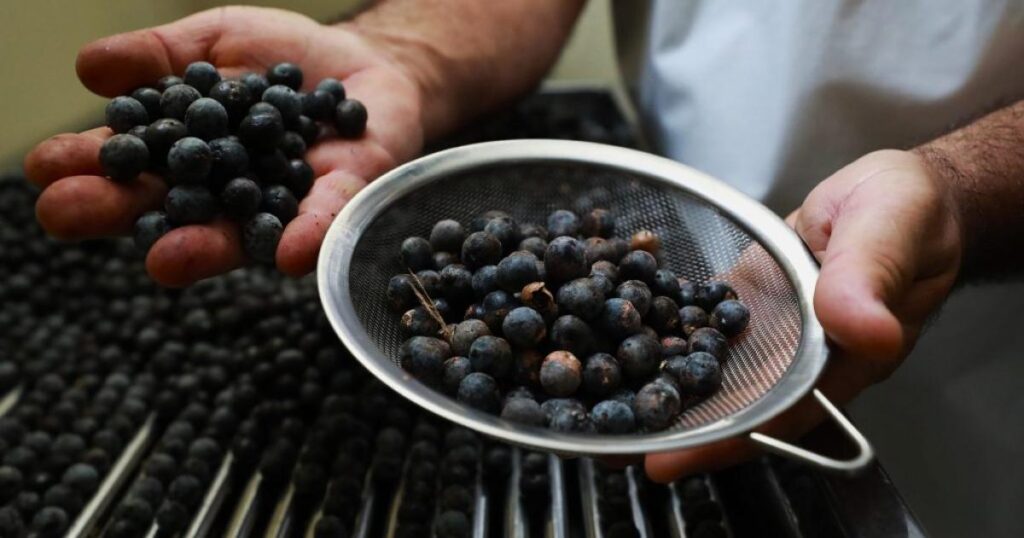 Prefeitura de Belém Certifica 132 Batedores de Açaí pela Vigilância Sanitária Prefeitura de Belém Certifica 132 Batedores de Açaí pela Vigilância Sanitária