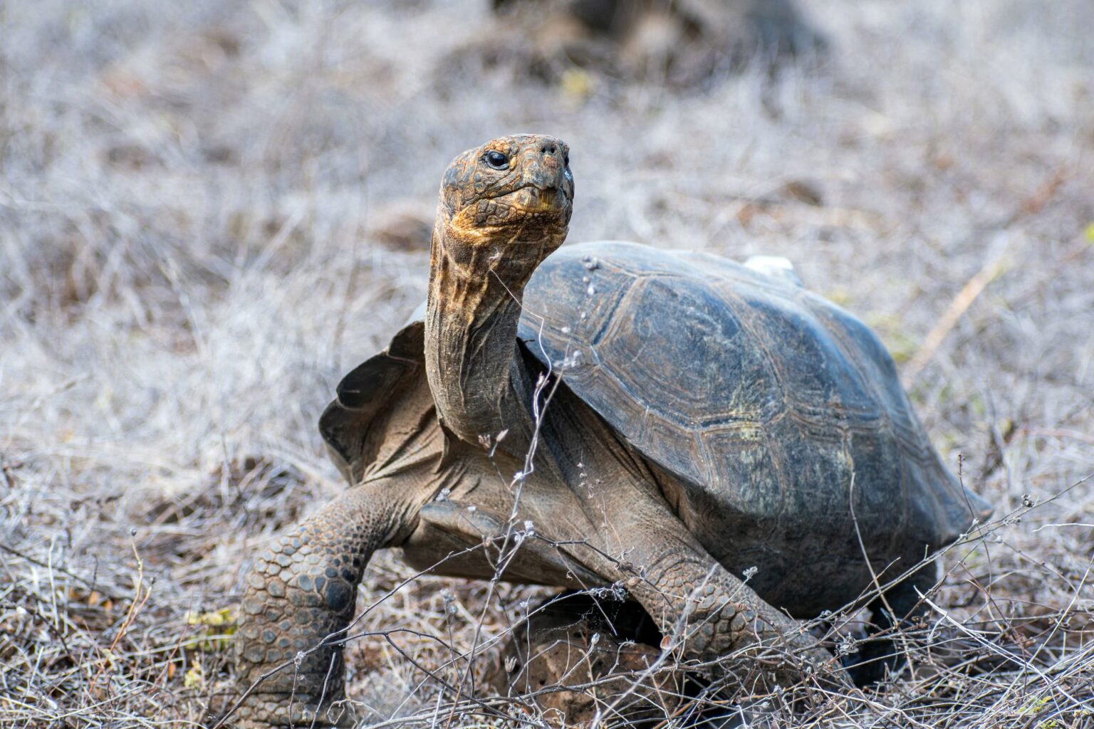 Reintrodução de Tartarugas-Gigantes em Galápagos: Um Marco para a Conservação