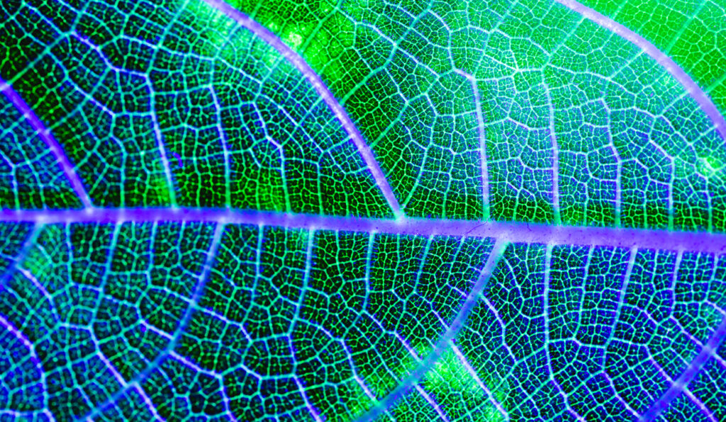 Tecnologia e Sustentabilidade: A Conexão Improvável entre Inovação e Natureza Tecnologia e Sustentabilidade: A Conexão Improvável entre Inovação e Natureza