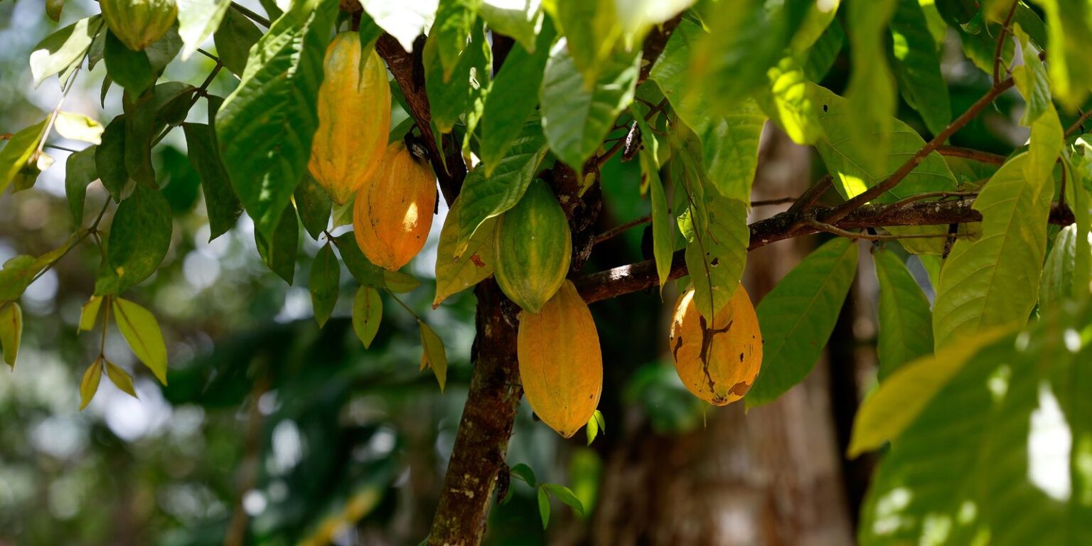 Brasil Brilha em Encontro Internacional da Indústria do Cacau
