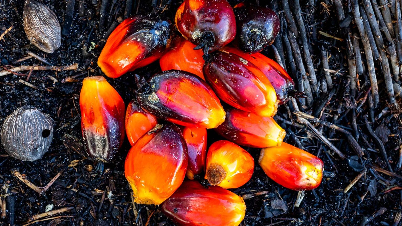 Colombiana Daabon Adquire Operações da Agropalma no Pará: Um Marco no Setor Agrícola Colombiana Daabon Adquire Operações da Agropalma no Pará: Um Marco no Setor Agrícola