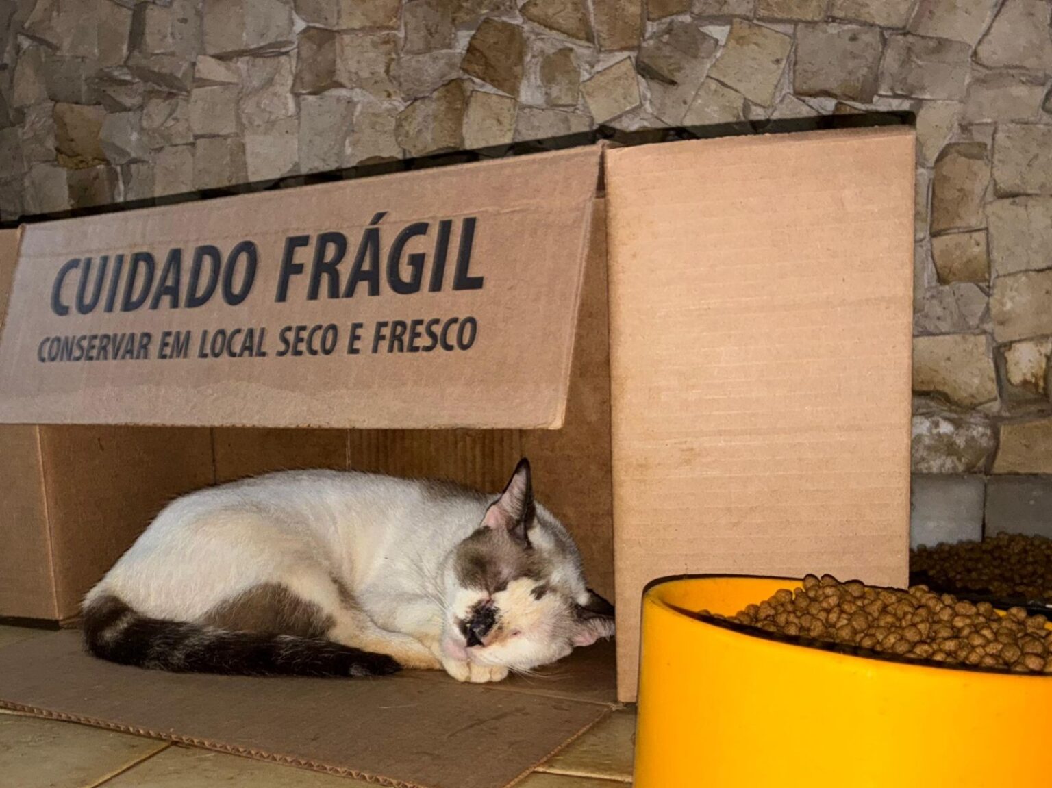 Gatos em Belém Esperam por Adoção Após Maus-tratos e Falecimento da Cuidadora
