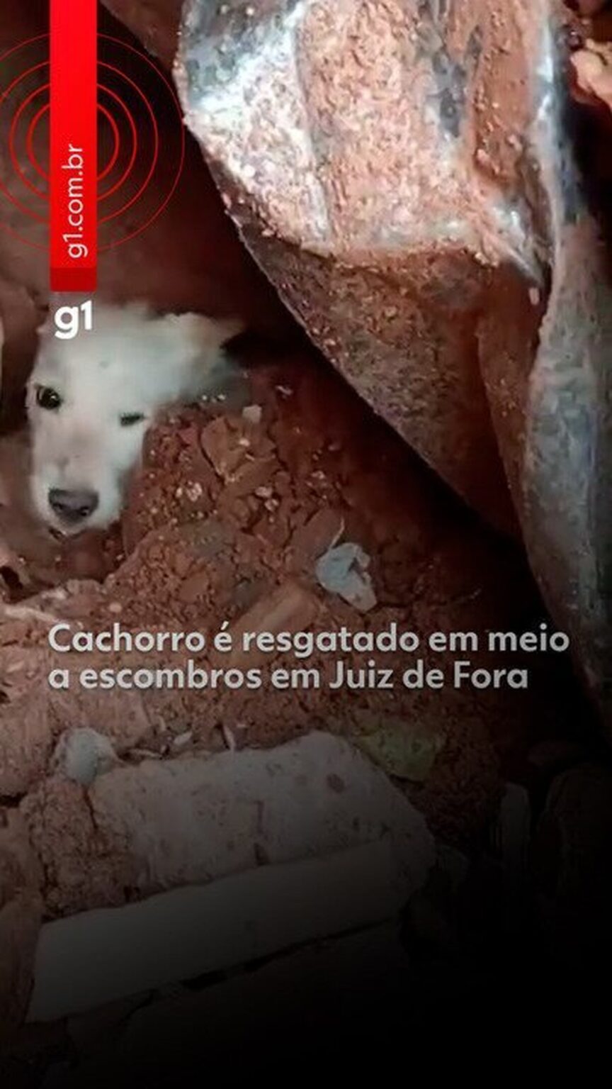 Lula Sanciona Lei para Resgate de Animais em Desastres Naturais