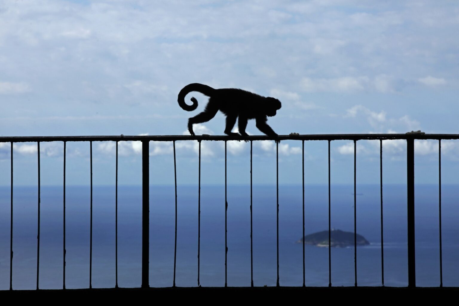 Macacos-Prego no Rio: Desafios e Convivência na Floresta Urbana