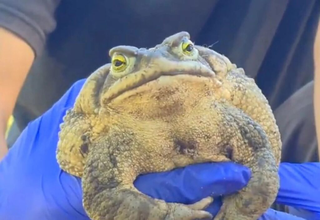 Sapo-da-areia Gigante Surpreende Especialistas em Piriápolis, Uruguai