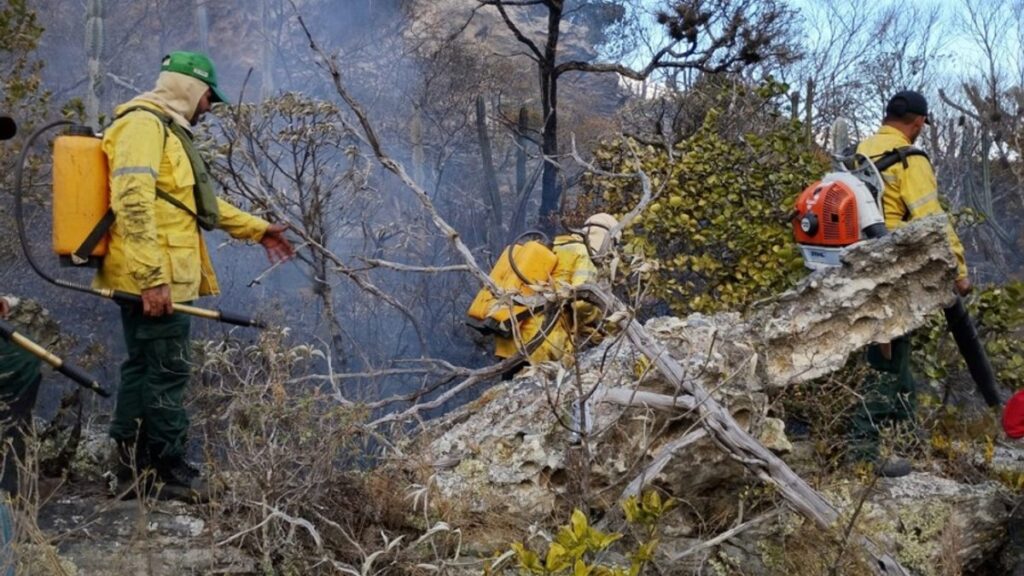 Semas Lança Processo Seletivo para 112 Brigadistas Florestais no Pará