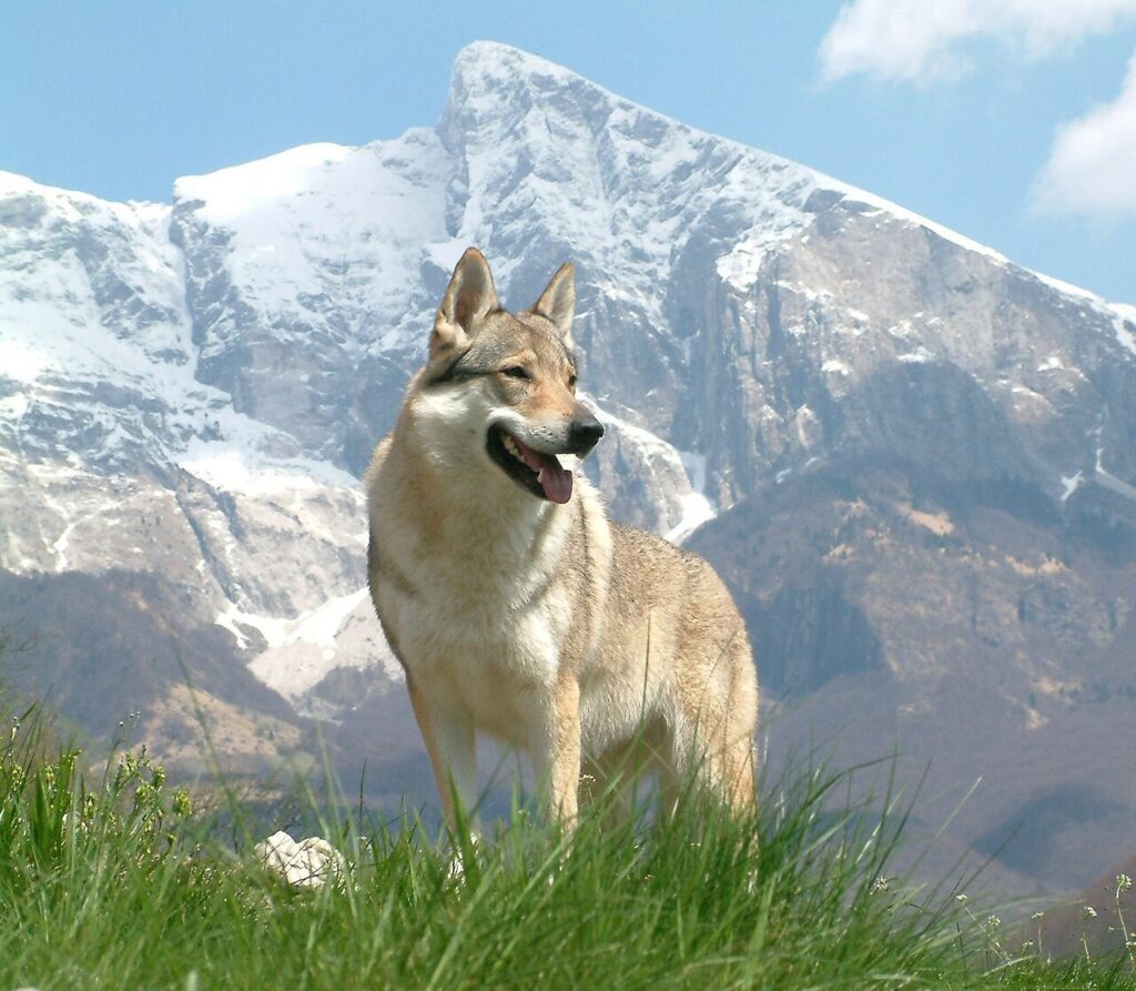Cachorros: Primeiros Companheiros do Homem Comprovados Há 15.800 Anos Cachorros: Primeiros Companheiros do Homem Comprovados Há 15.800 Anos