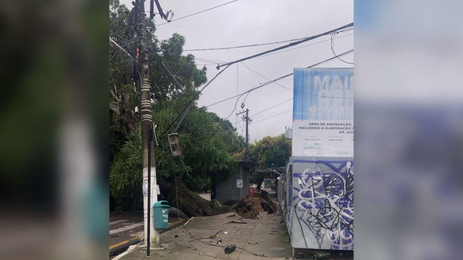 Cai Árvore Gigante e Interdita Trânsito na Avenida Pedro Miranda em Belém