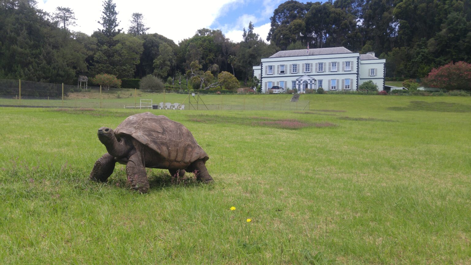 Fake News Sobre a Morte de Jonathan, a Tartaruga Mais Velha do Mundo, É Desmentida