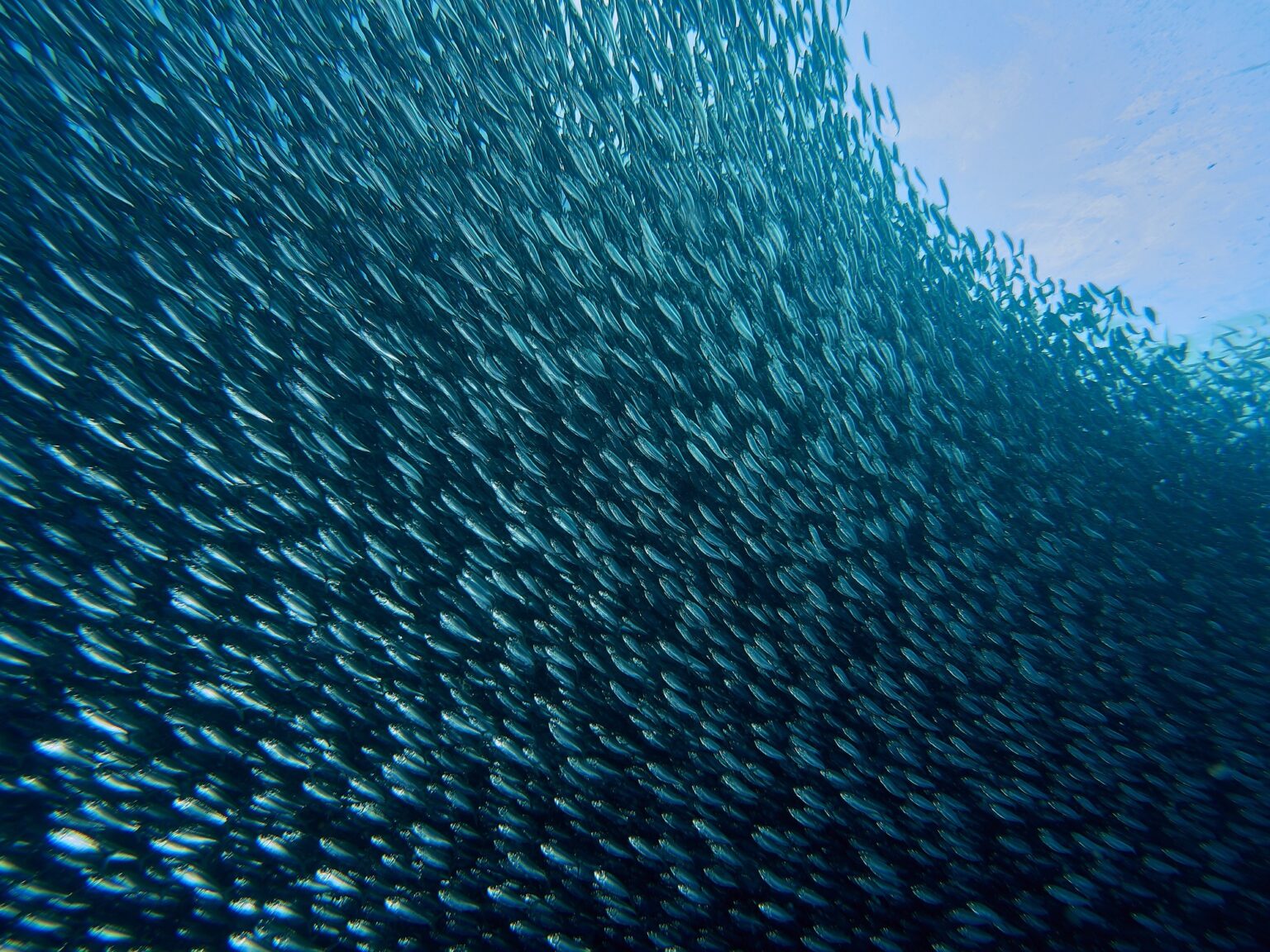 Mutirão Azul: Um Compromisso Global para Salvar os Oceanos