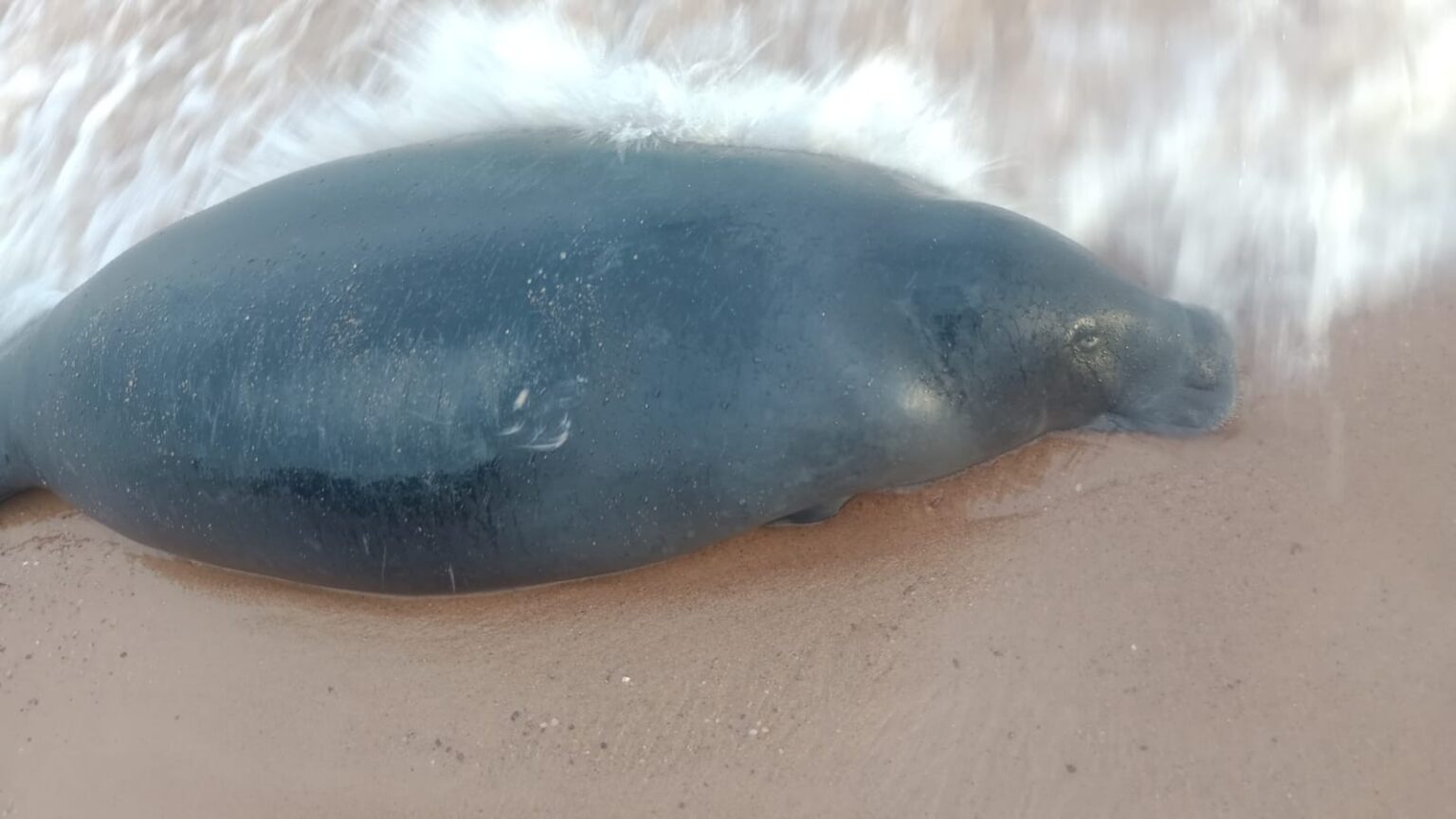 Peixe-boi encontrado morto na praia do Chapéu Virado em Belém Peixe-boi encontrado morto na praia do Chapéu Virado em Belém