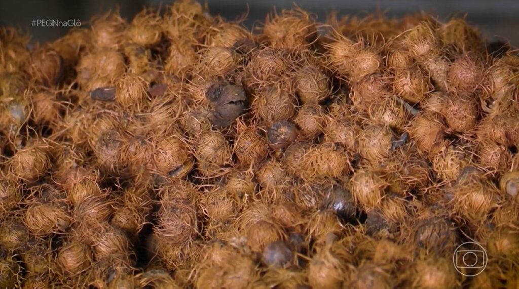 Transformação do Caroço de Açaí: Como Empreendedor Faturou R$ 230 mil com Biofertilizante