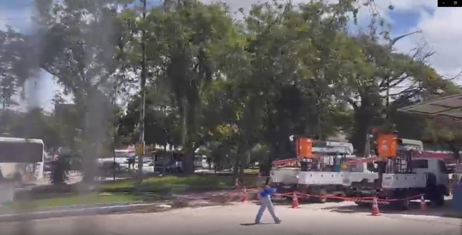 Queda de Árvore ao Lado da Estação BRT São Brás Complica Trânsito em Belém