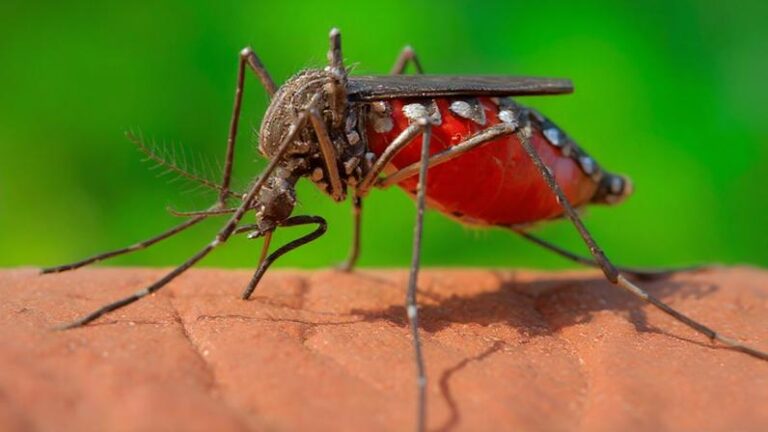 Dengue em Minas Gerais: Casos Aumentam 20,3% em Uma Semana, Superando 31 Mil